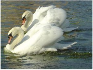 Mute Swans