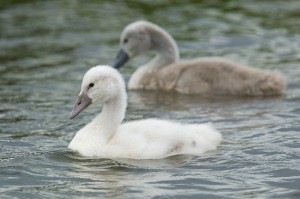 Cygnets