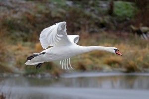 Mute Swan