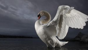 Mute Swan