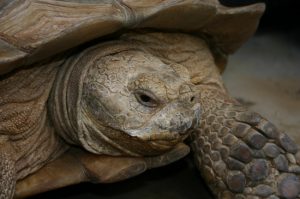 Images of African Spurred Tortoise