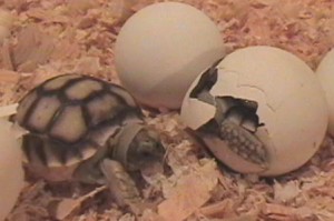 Photos of African Spurred Tortoise