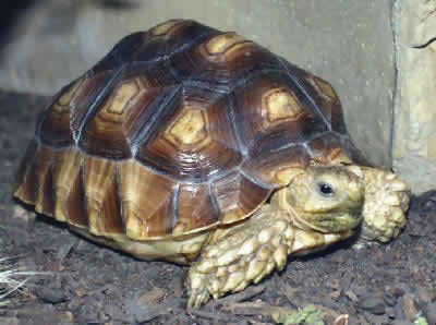 African Spurred Tortoise Picture