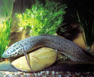 African lungfish Picture