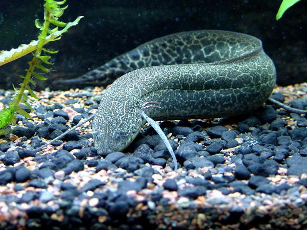Images of African lungfish