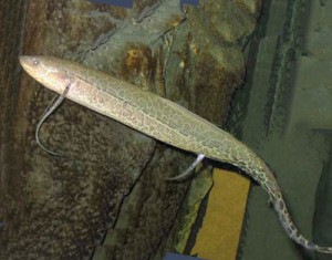 Photos of African lungfish