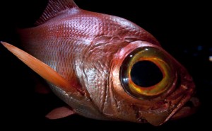 Images of Alfonsino