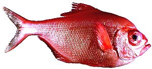 Alfonsino Picture