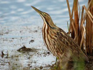 American Bittern Picture