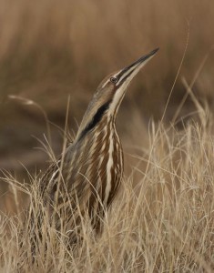 Photos of American Bittern