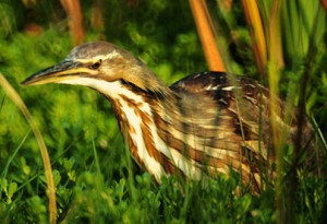 Pictures of American Bittern