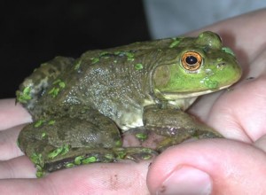 Images of American Bullfrog