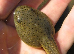 Tadpole of American Bullfrog