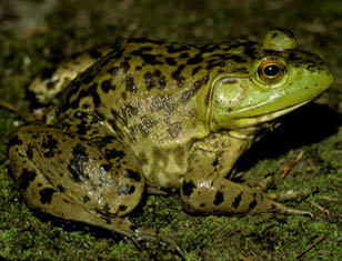 American Bullfrog Picture