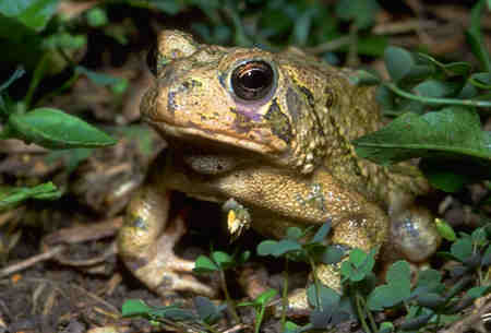 Images of American Toad