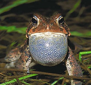 Pics of American Toad