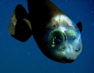 Photos of Barreleye 