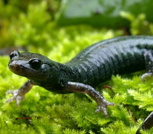 Black Salamander Picture  