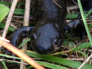 Image of Black Salamander