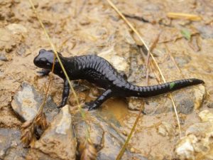 Photos of Black Salamander