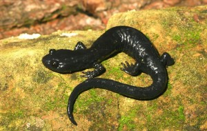 Picture of Black Salamander