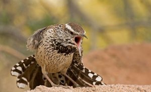 Phoots of Cactus Wren