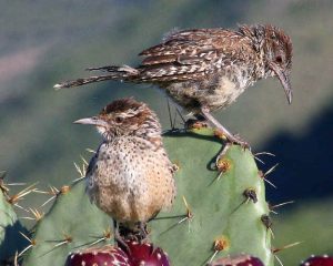 Images of Cactus Wrens