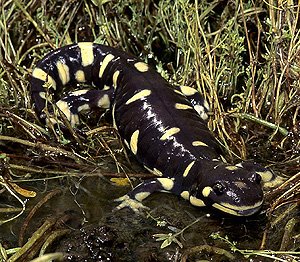 Images of California Tiger Salamander