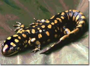 Photos of California Tiger Salamander