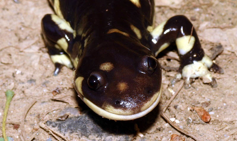 California Tiger Salamander Picture