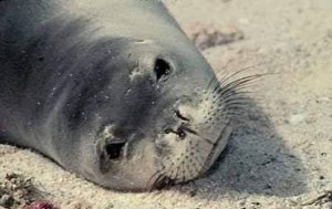 Images of Caribbean Monk Seal