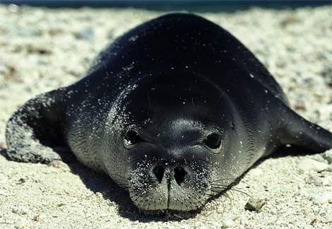 Caribbean Monk Seal Picture