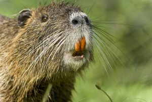 Photos of Coypu