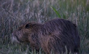 Pictures of Coypu