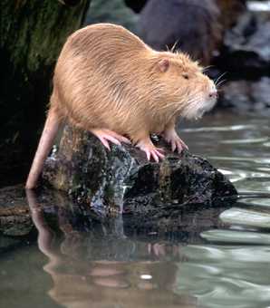 Coypu Picture