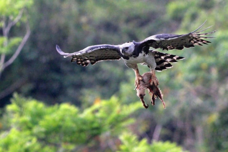 Eagle Classification Chart