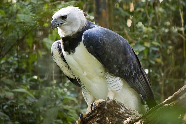 Harpy Eagle