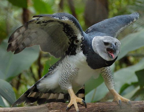 Harpy Eagle 