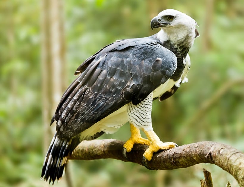 Harpy Eagle