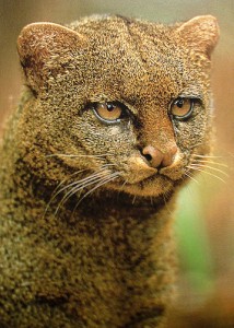 Jaguarundi Pictures