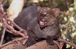 Images of Jaguarundi