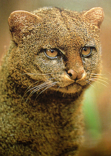 https://www.animalspot.net/wp-content/uploads/2011/09/Jaguarundi.jpg