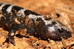 Marbled Salamander Picture