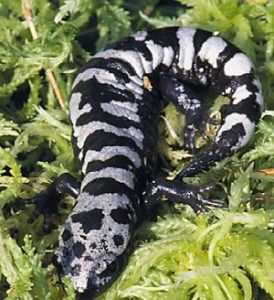 Photos Marbled Salamander