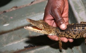Images of Nile Crocodile 