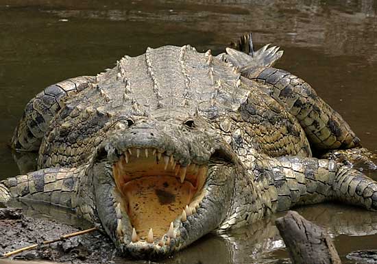 Crocodile Farm, Equator Visit, Fried Grasshoppers