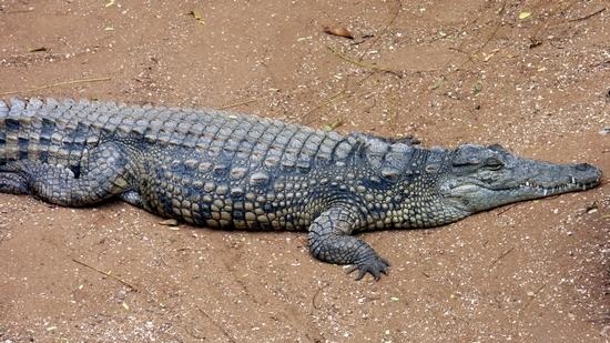 Crocodile Farm, Equator Visit, Fried Grasshoppers