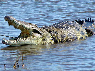 Crocodile - Adaptations, Habitat, Diet