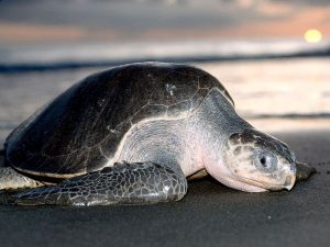 Olive Ridley Sea Turtle Picture