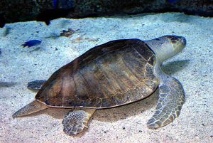 Images of Olive Ridley Sea Turtle